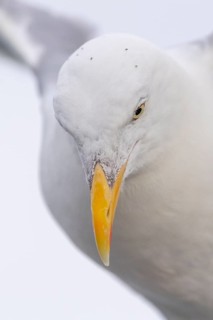 European herring gull