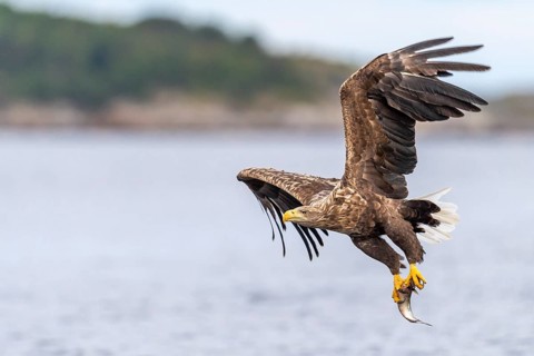 White-tailed eagle