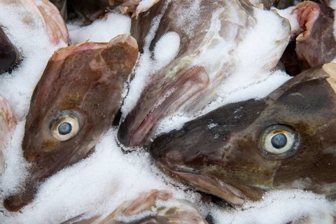Fish heads