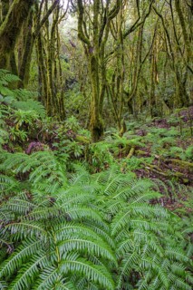 Fern and laurel forest at El Cedro