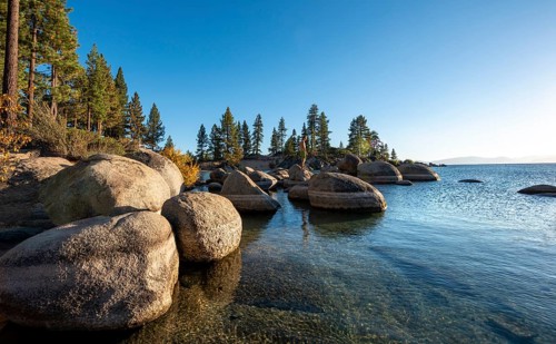 Beach with pine trees