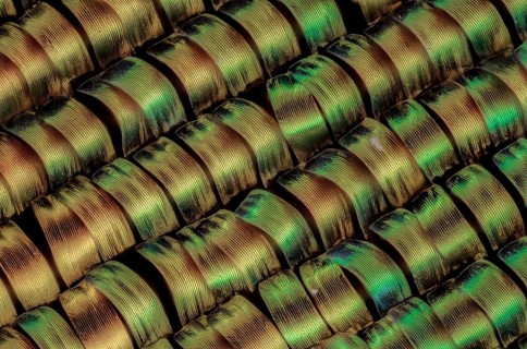 Wing scales of a butterfly