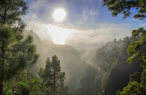 Foggy atmosphere with Canary Island canary island pine