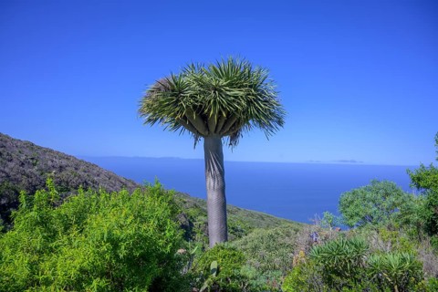 Canary canary islands dragon tree