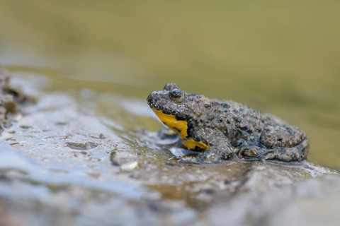 Yellow-bellied toad