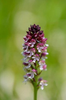 Burnt-tip orchid