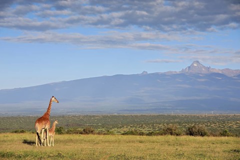Reticulated giraffe