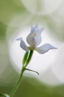 Helleborine
