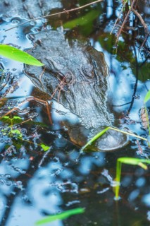 American alligator