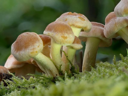 Sheathed woodtuft