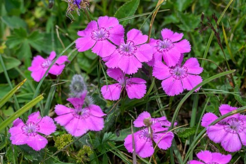 Wood pink