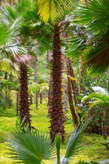 Tree ferns