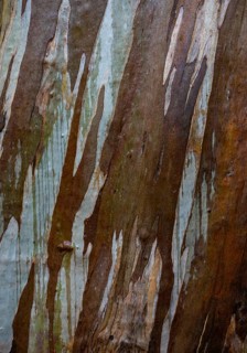 Blue Eucalyptus