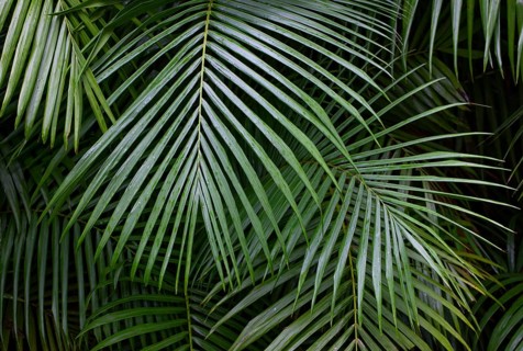 Tree ferns