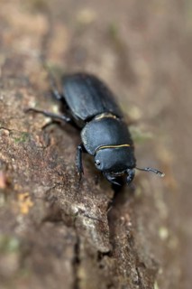 Lesser stag beetle