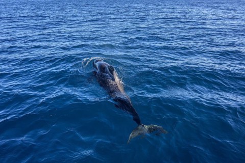 Long-finned pilot whale