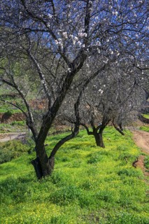 Flowering almond tree