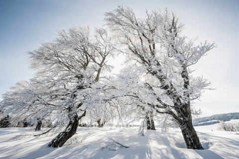 Snow-covered beech trees