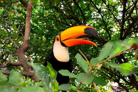 Toco toucan