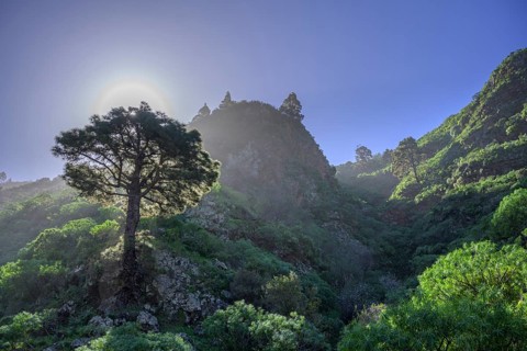 Canary island pine