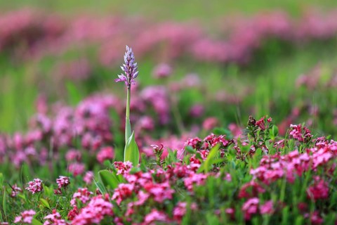 Military orchid