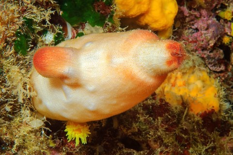 Red sea squirt