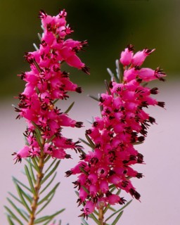 Grey heather Erica cinera Grey bell heather
