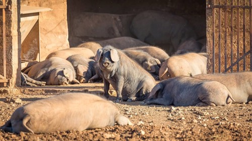 Iberian pigs lying in front of barn
