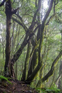 Laurel forest near El Cedro