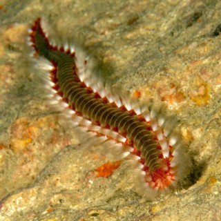 Close-up of heavily nettled bearded fireworm