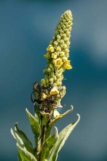 Great mullein