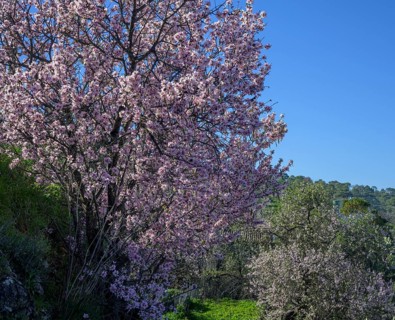 Flowering almond tree
