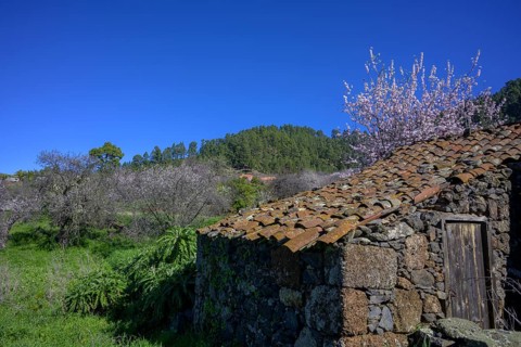 Flowering almond tree