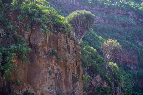 Canary canary islands dragon tree
