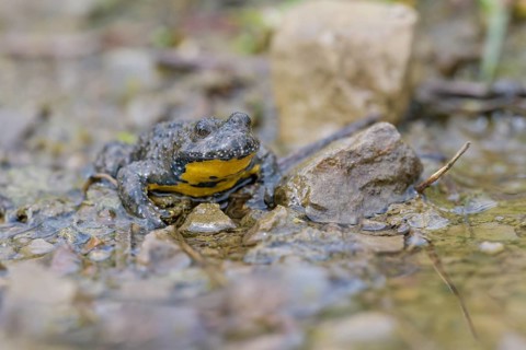 Yellow-bellied toad
