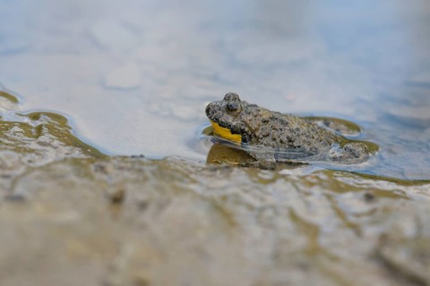 Yellow-bellied toad
