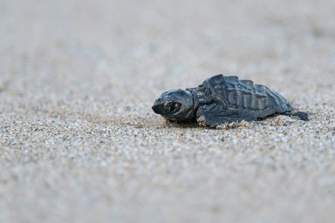 Loggerhead sea turtle