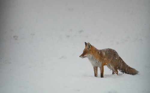 Red fox