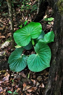 Beautiful green leaves
