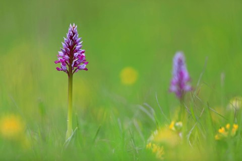 Military orchid
