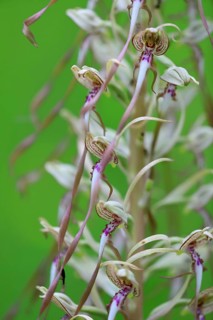 Lizard orchid