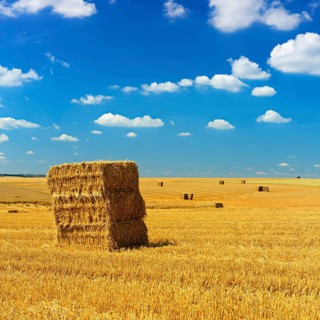 Endless stubble field with straw bales