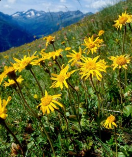 Mountain arnica