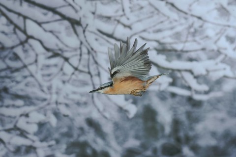Eurasian nuthatch