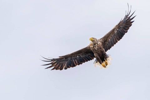 White-tailed eagle