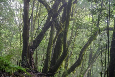 Laurel forest near El Cedro