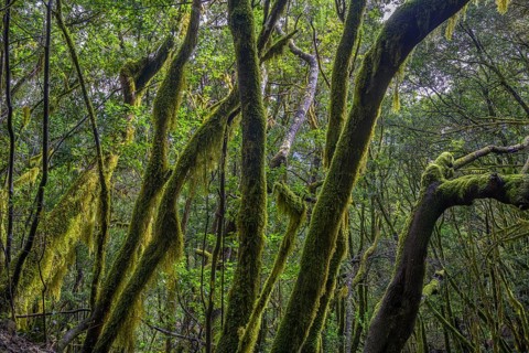 Laurel forest near El Cedro