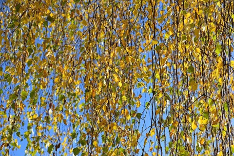 Birch