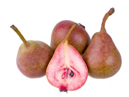 Pear variety Westphalian Blood Pear