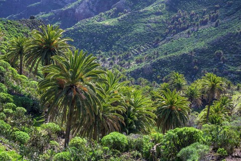 Canary island date palm